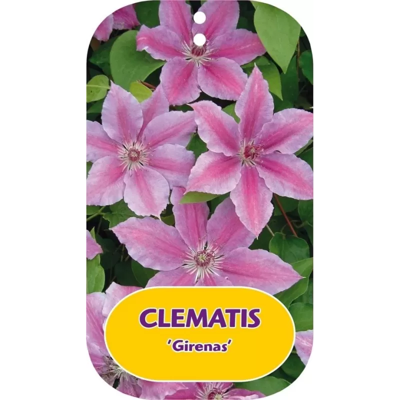 Plačiažiedė raganė - Clematis patens GIRĖNAS