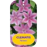 Clematis GIRĖNAS