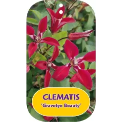 Raudonžiedė raganė - Clematis texensis GRAVETYE BEAUTY