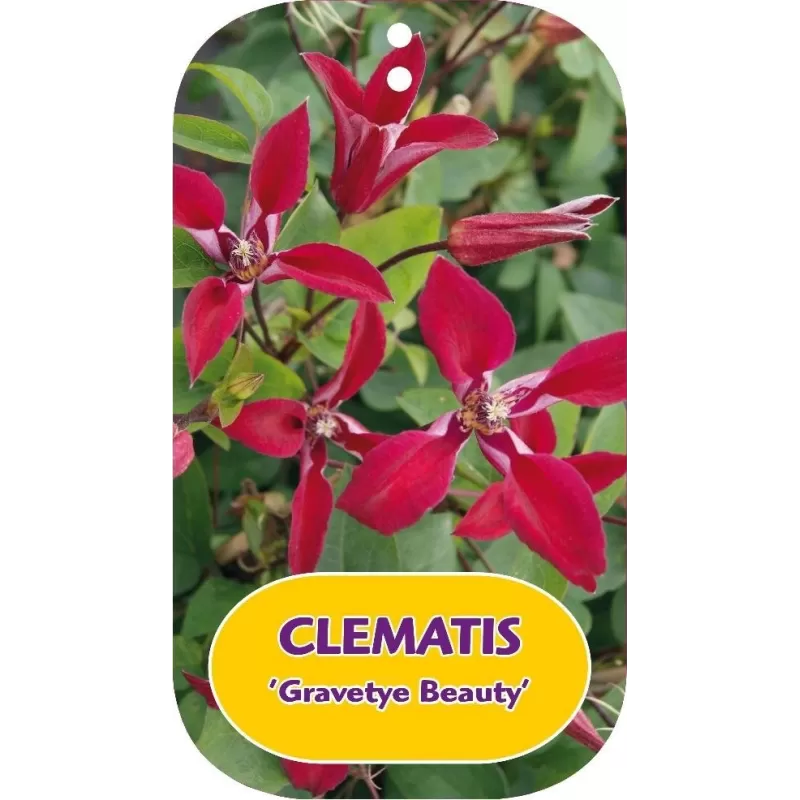 Clematis GRAVETYE BEAUTY