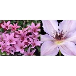 Clematis HAGLEY HYBRID