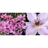 Clematis HAGLEY HYBRID