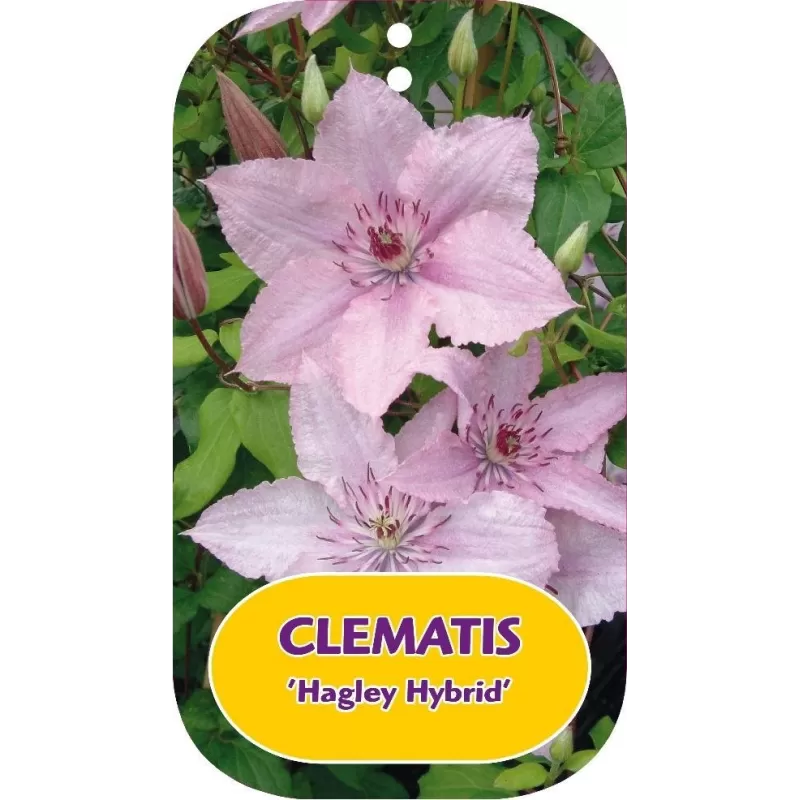 Clematis HAGLEY HYBRID