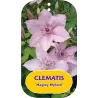 Clematis HAGLEY HYBRID