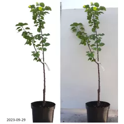 Abrikosas - Prunus armeniaca GOLDRICH