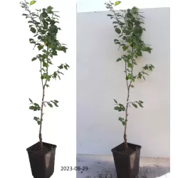 Prunus armeniaca TIINA