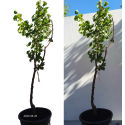 Abrikosas - Prunus armeniaca HARGRAND