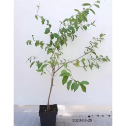 Skėtinis žilakrūmis - Elaeagnus umbellata