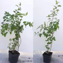 Skėtinis žilakrūmis - Elaeagnus umbellata