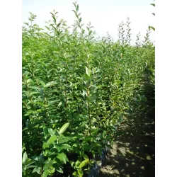 Skėtinis žilakrūmis - Elaeagnus umbellata