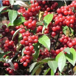 Skėtinis žilakrūmis - Elaeagnus umbellata