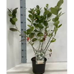 Juodavaisė aronija - Aronia melanocarpa