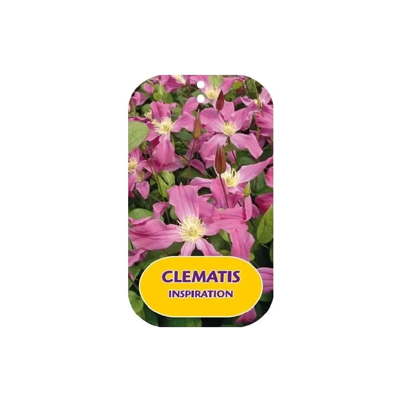 Clematis INSPIRATION