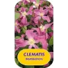 Clematis INSPIRATION