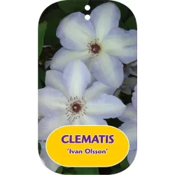 Clematis IVAN OLSSON