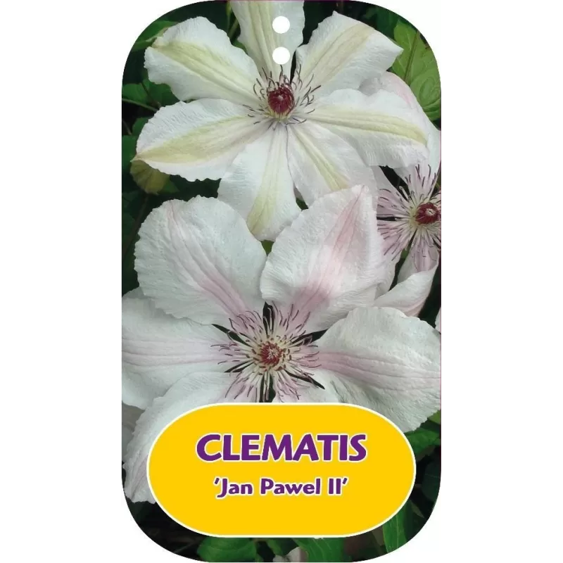 Clematis JOHN PAUL II