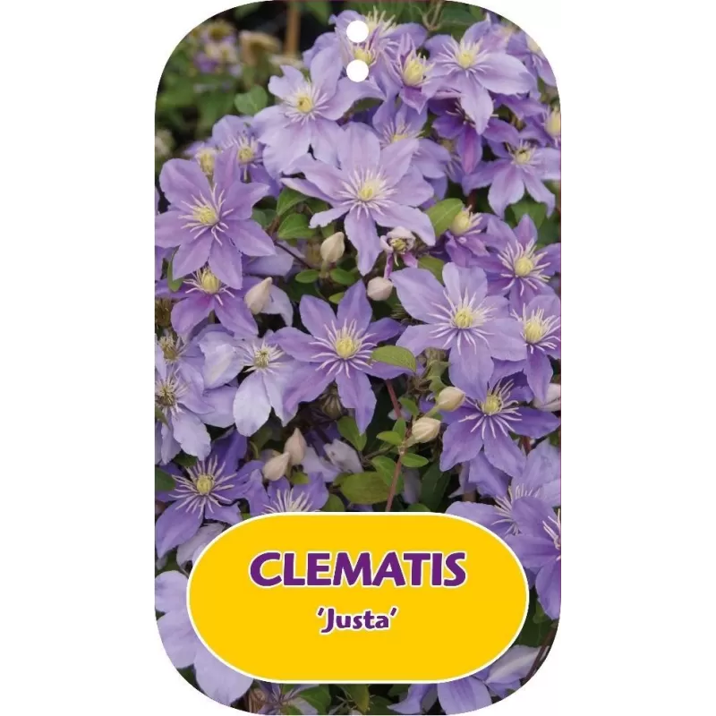 Plačiažiedė raganė - Clematis patens JUSTA