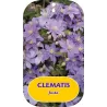 Plačiažiedė raganė - Clematis patens JUSTA
