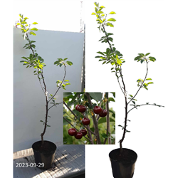 Sour cherry - Prunus cerasus ​CAMPANELLO