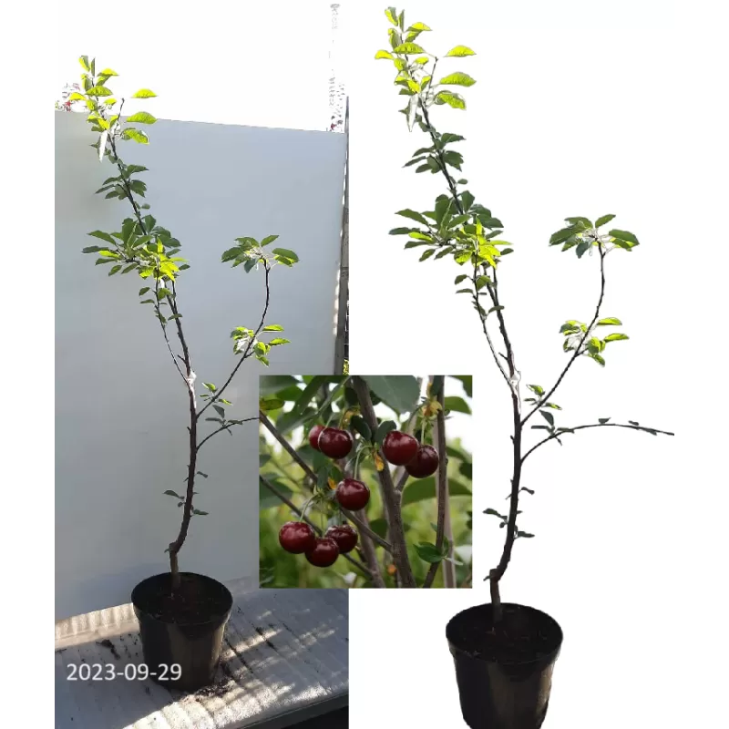 Sour cherry - Prunus cerasus ​CAMPANELLO