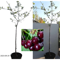 Prunus cerasus GRONIASTA (Újfehértói fürtös)