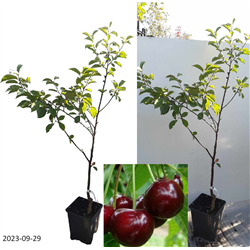 Vyšnia - Prunus cerasus IGRUŠKA