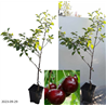 Vyšnia - Prunus cerasus IGRUŠKA