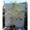 Sour cherry - Prunus cerasus ​KELLERIIS 16