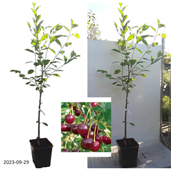 Vyšnia - Prunus cerasus MOLODIOŽNAJA
