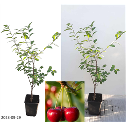 Vyšnia - Prunus cerasus NORTH STAR