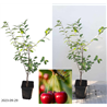 Sour cherry - Prunus cerasus NORTH STAR (NORD STAR)