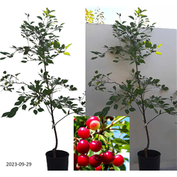 Vyšnia - Prunus cerasus PANDY
