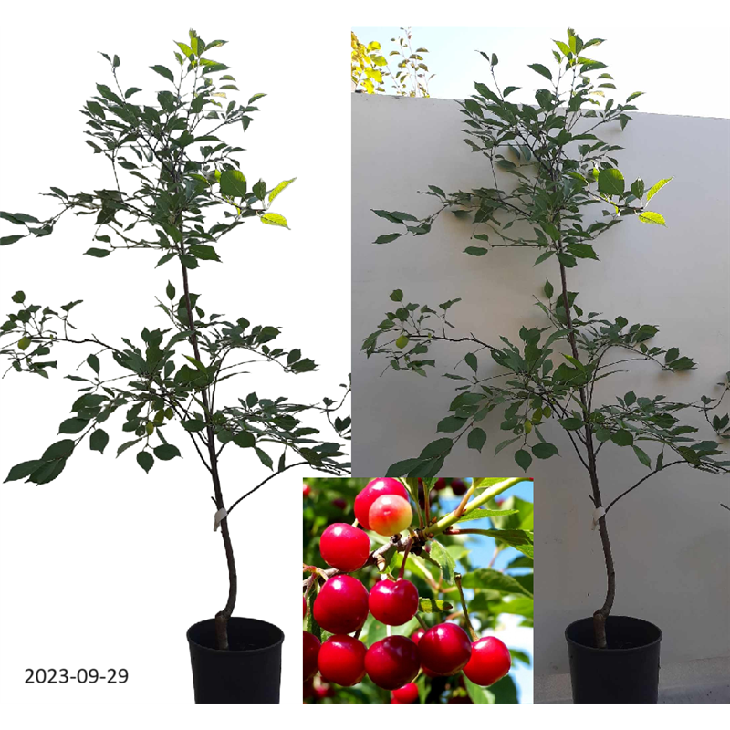 Sour cherry - Prunus cerasus ​PANDY