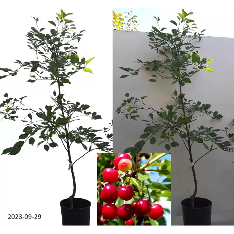 Vyšnia - Prunus cerasus PANDY