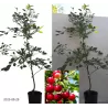 Vyšnia - Prunus cerasus PANDY