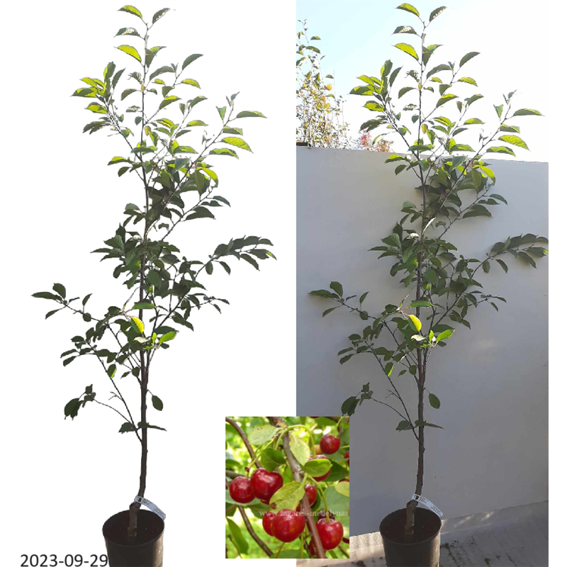 Vyšnia - Prunus cerasus STUDENČESKAJA