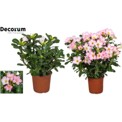 Tinūtras (dykumos rožė) - Adenium obesum PINK STAR