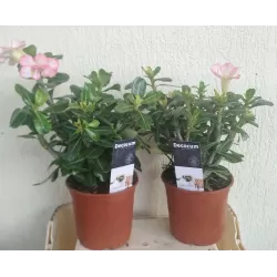 Adenium obesum PINK STAR
