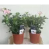Adenium obesum PINK STAR