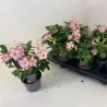 Adenium obesum PINK STAR