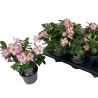 Adenium obesum PINK STAR
