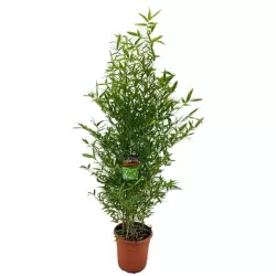 Pluoštinis didbambukis - Phyllostachys bissetii