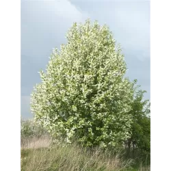 Paprastoji ieva COLORATA - Prunus padus Colorata