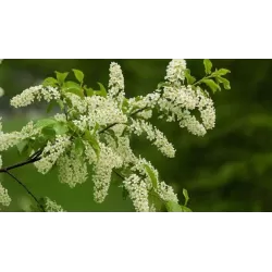 Paprastoji ieva COLORATA - Prunus padus Colorata