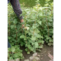 Paprastasis putinas su pristatymu į namus