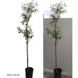 Granatmedis - Punica granatum DENTE DI CAVALLO