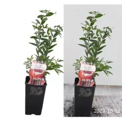 Pomegranate - Punica granatum DENTE DI CAVALLO