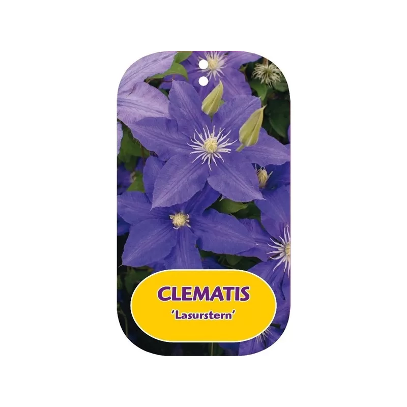 Clematis LASURSTERN