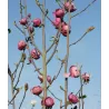 Magnolia BLACK TULIP