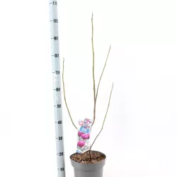 Magnolija - Magnolia BLACK TULIP